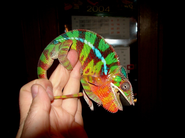 Furcifer pardalis (молодой самец)