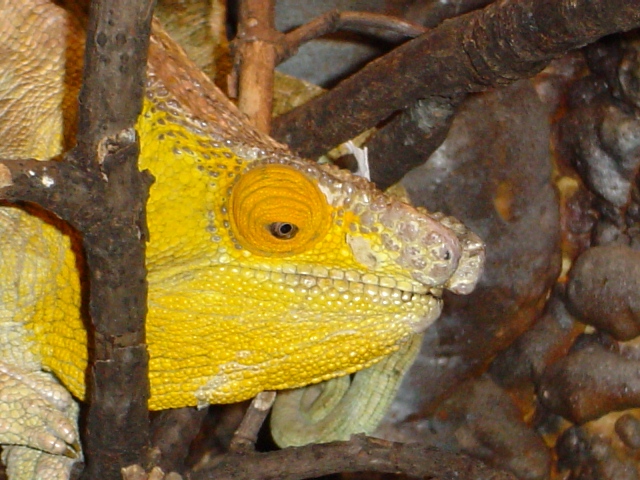 C.parsonii