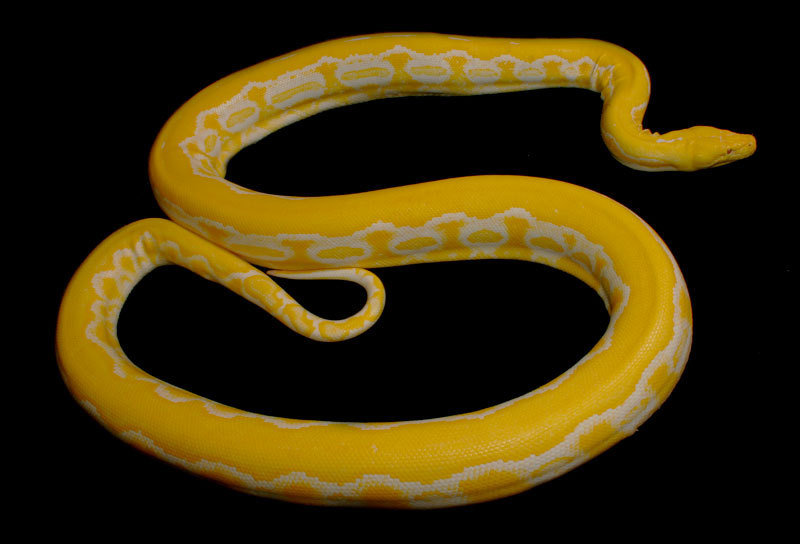 Adult Breeder Male Albino Tiger