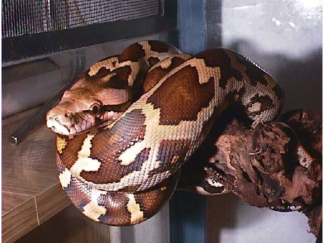 Python molurus pimbura