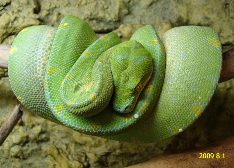 Morelia viridis Sorong