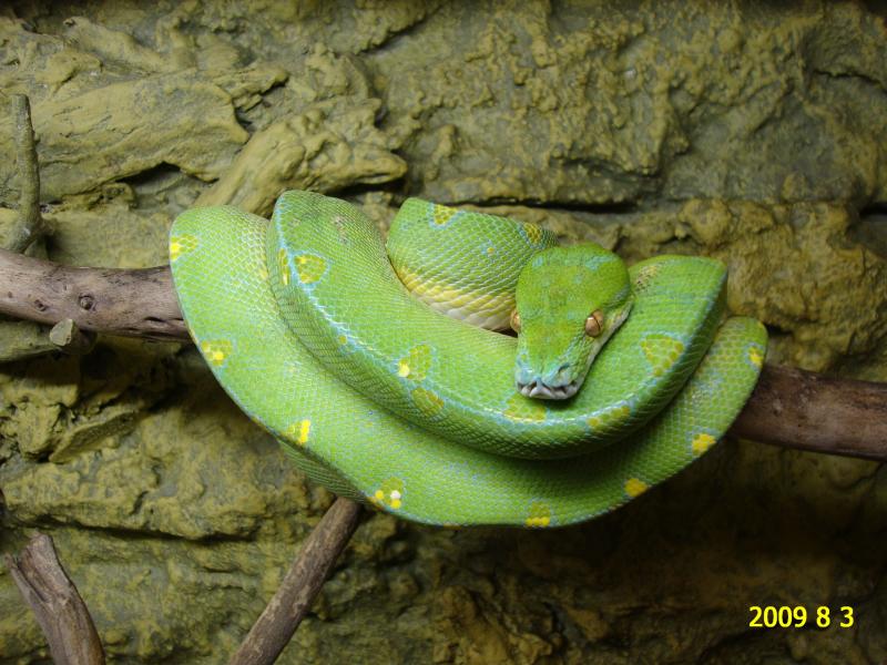 Morelia viridis Sorong