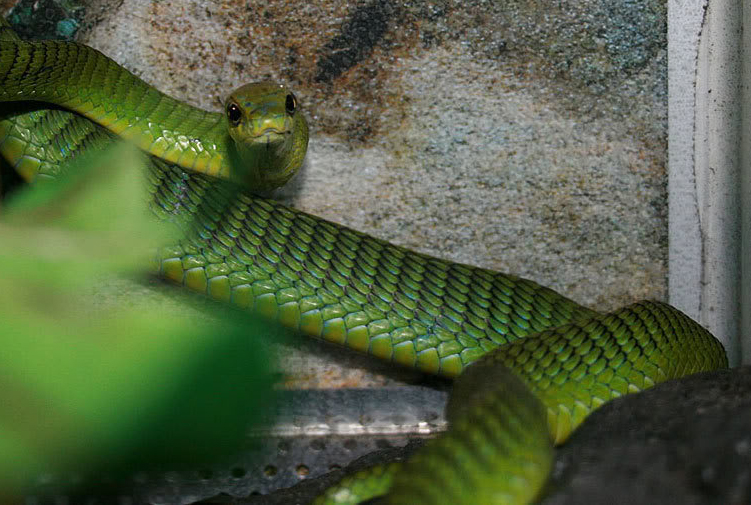 Boomslang