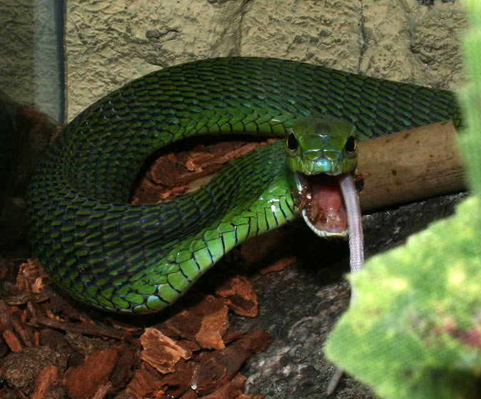 Boomslang