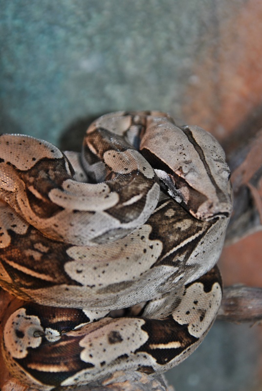 Boa constrictor