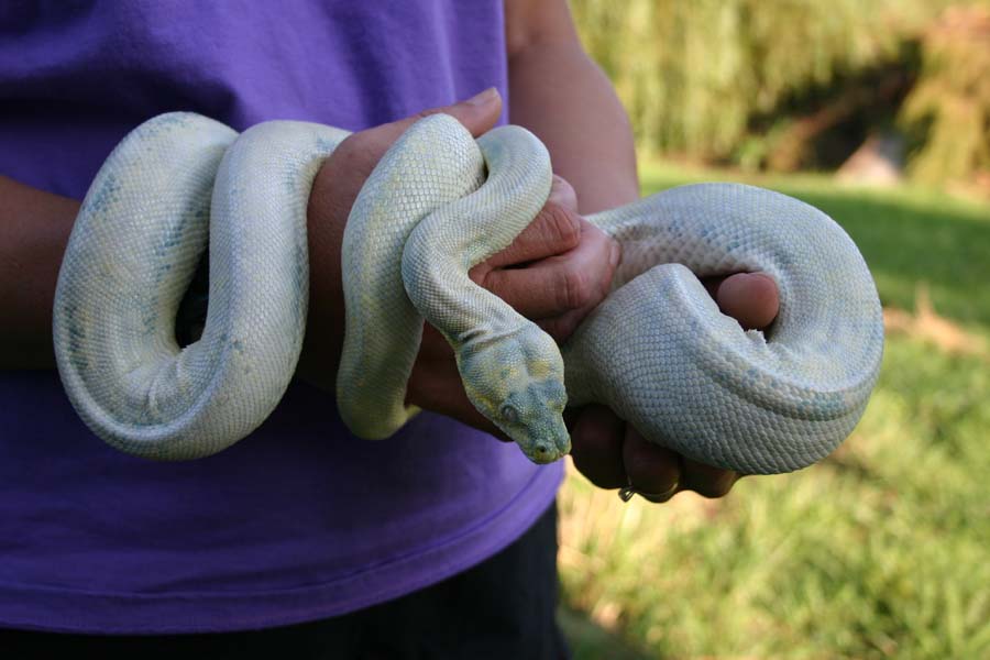 M.viridis foto R.Walder