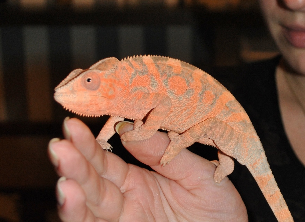 fursifer pardalis female