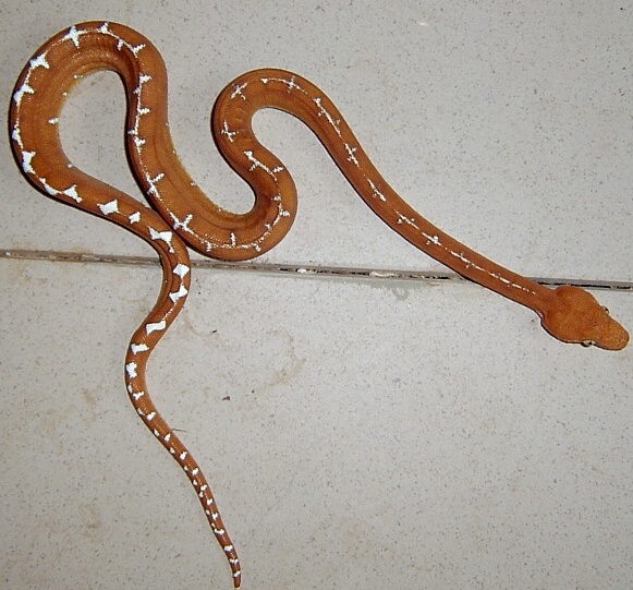 Corallus caninus (Бразилия)