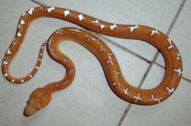 Corallus caninus (Бразилия)