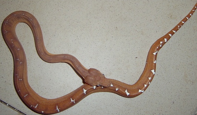 Corallus caninus (Бразилия)