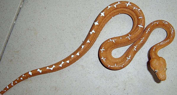 Corallus caninus (Бразилия)