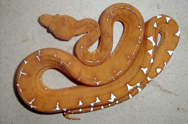 Corallus caninus (Бразилия)