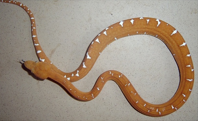 Corallus caninus (Бразилия)