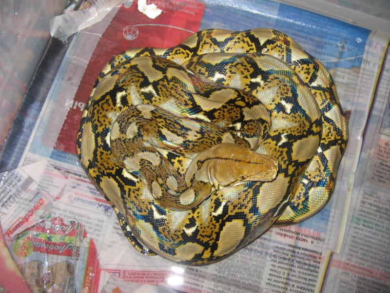 P.reticulatus