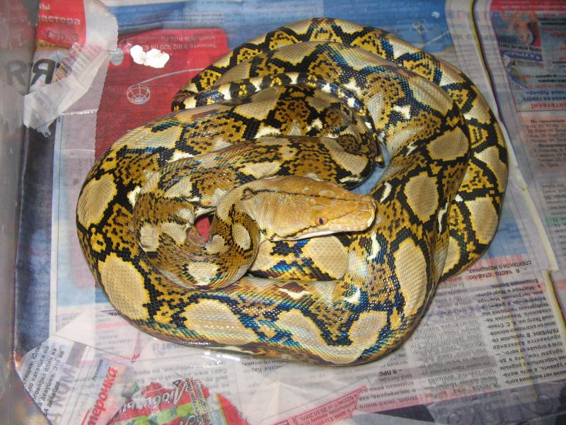 P.reticulatus