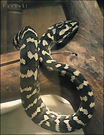 Morelia Spilota