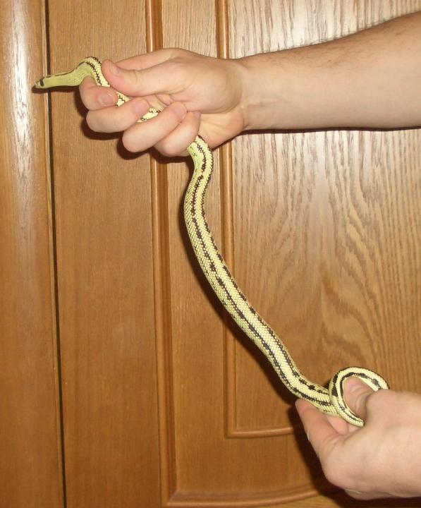 Lampropeltis getulus californiae Banana