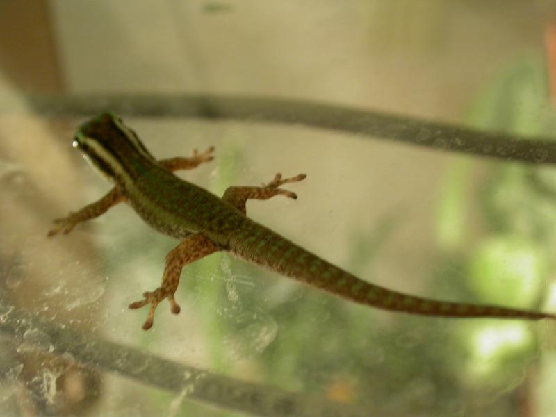 Phelsuma ornata