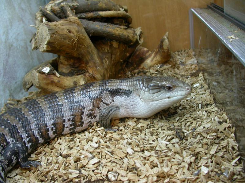 Tiliqua scincoides