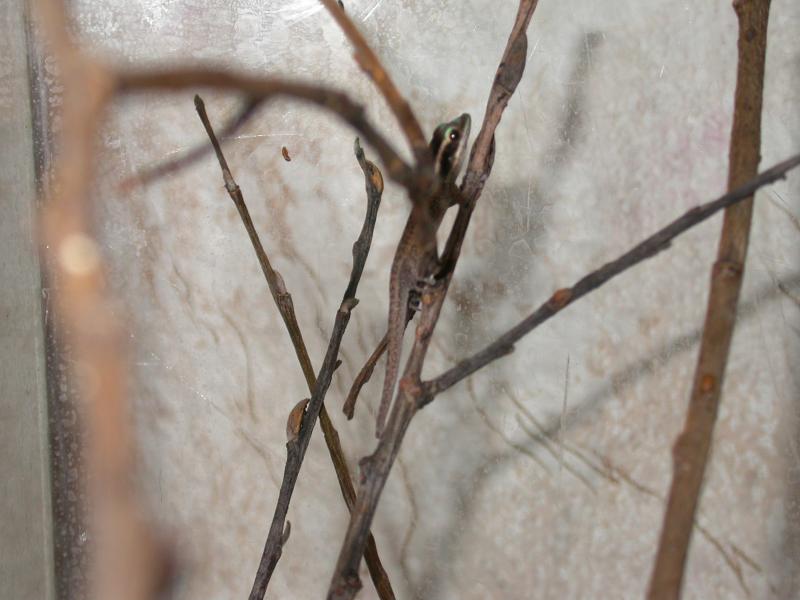 Phelsuma ornata