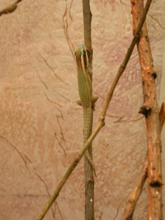 Phelsuma ornata