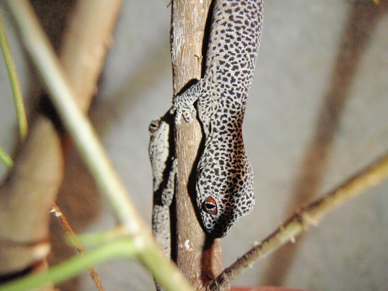 Strophurus taenicauda