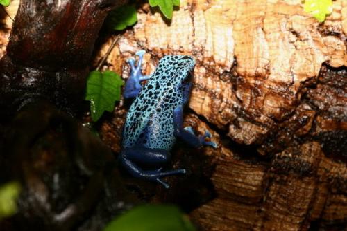 Dendrobates azureus.