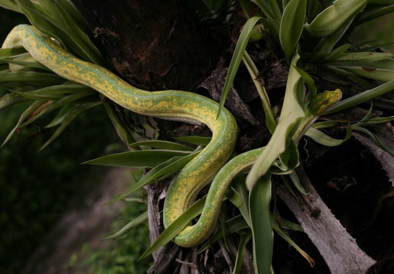 Morelia viridis Jayapura