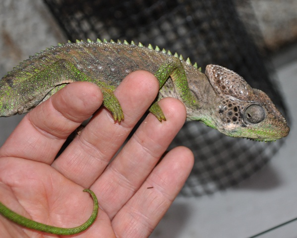 Хамелеон Верукозус (Furcifer verrucosus)