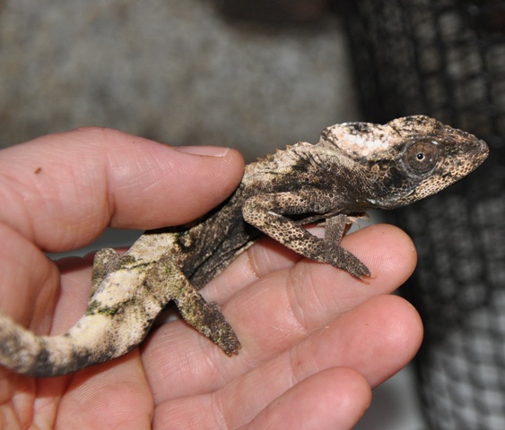 Хамелеон Верукозус (Furcifer verrucosus)