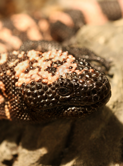 Heloderma s.suspectum