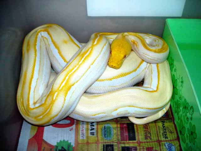 Python reticulatus