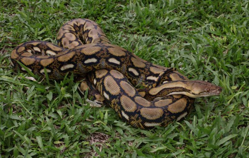 Python reticulatus antrax x tiger