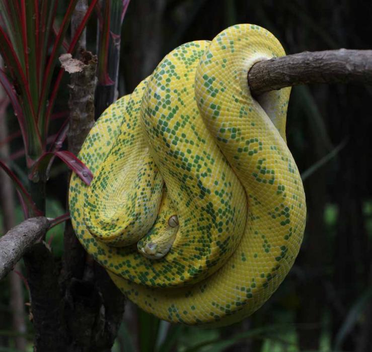 Morelia viridis Biak x Aru F2