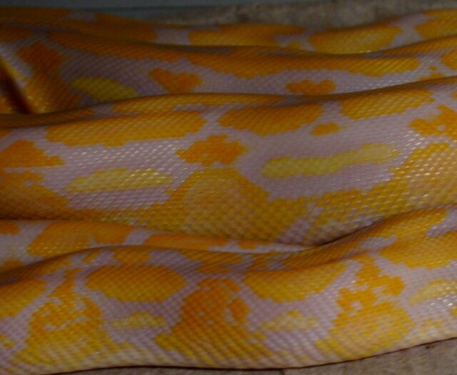 Lavander Albino Tiger Retic