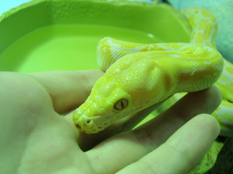 Lavander Albino Tiger Retic