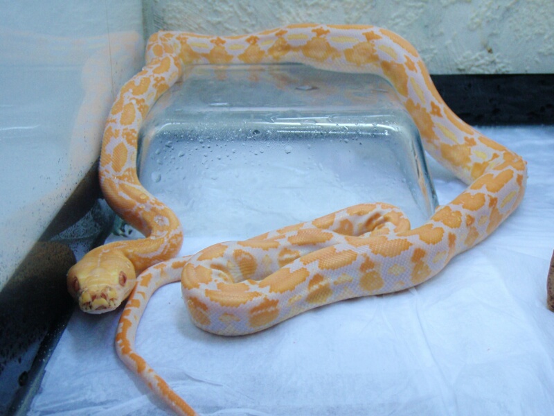 Lavander Albino Tiger Retic