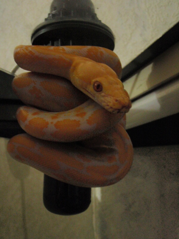 Lavander Albino Tiger Retic