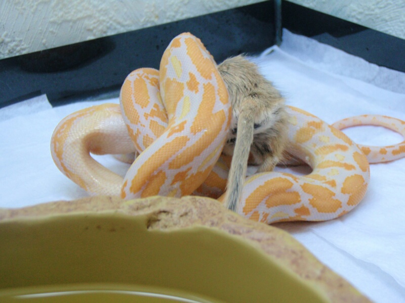 Lavander Albino Tiger Retic