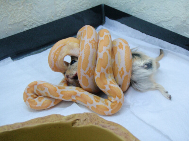 Lavander Albino Tiger Retic