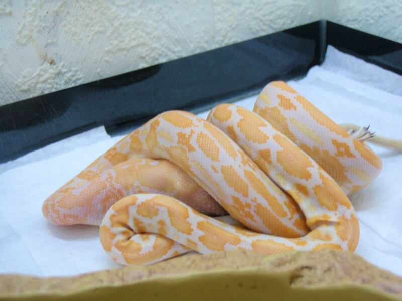 Lavander Albino Tiger Retic