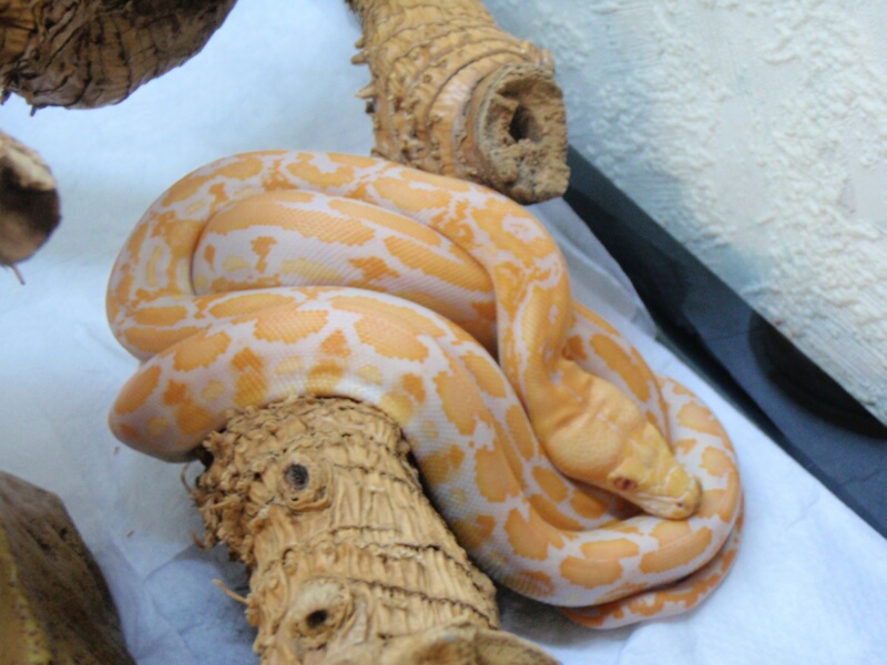 Lavander Albino Tiger Retic