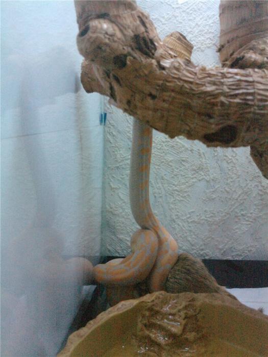 Lavander Albino Tiger Retic