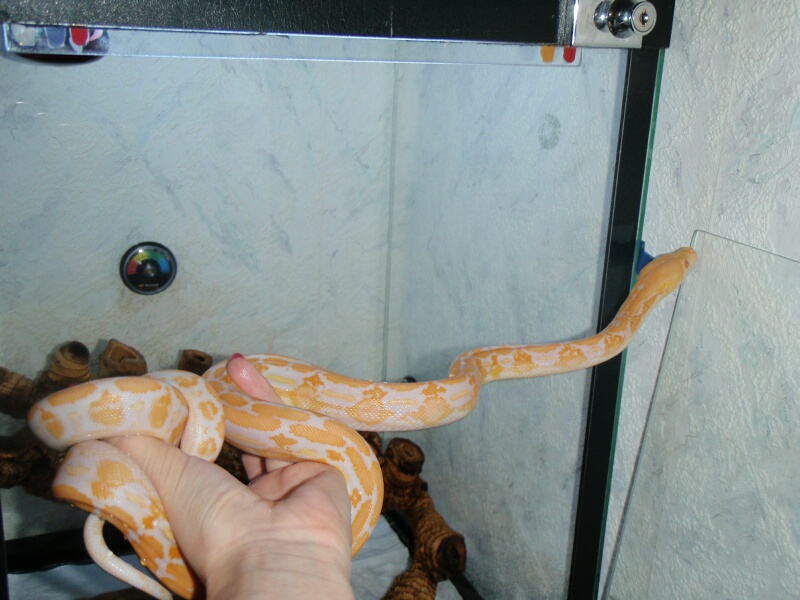 Lavander Albino Tiger Retic