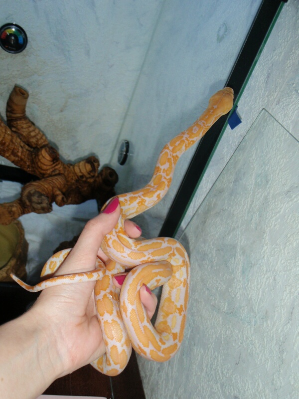 Lavander Albino Tiger Retic