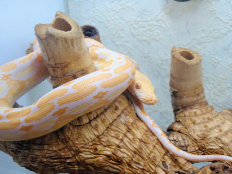 Lavander Albino Tiger Retic