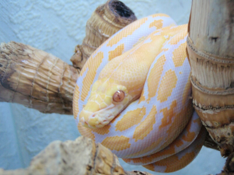 Lavander Albino Tiger Retic