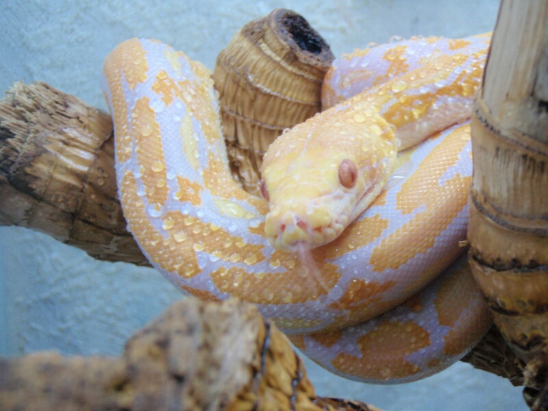 Lavander Albino Tiger Retic