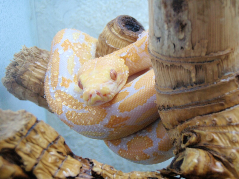 Lavander Albino Tiger Retic