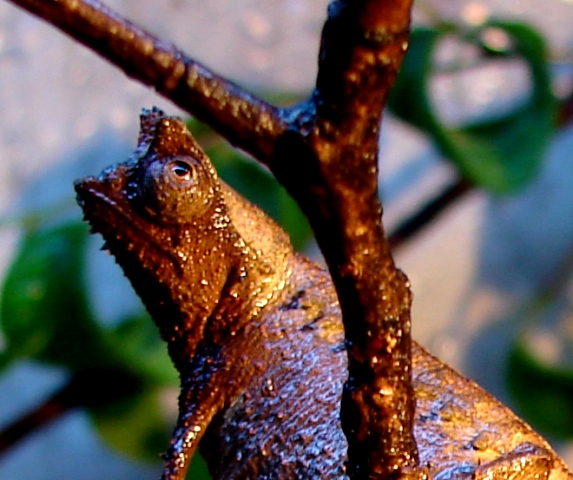 Brookesia